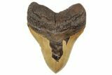 Serrated, Fossil Megalodon Tooth - North Carolina #192468-1